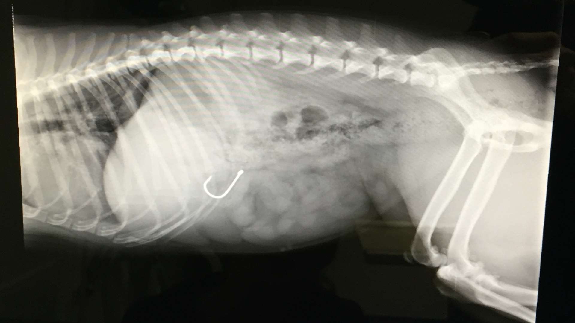 This X-ray shows the fish hook inside Jazmine