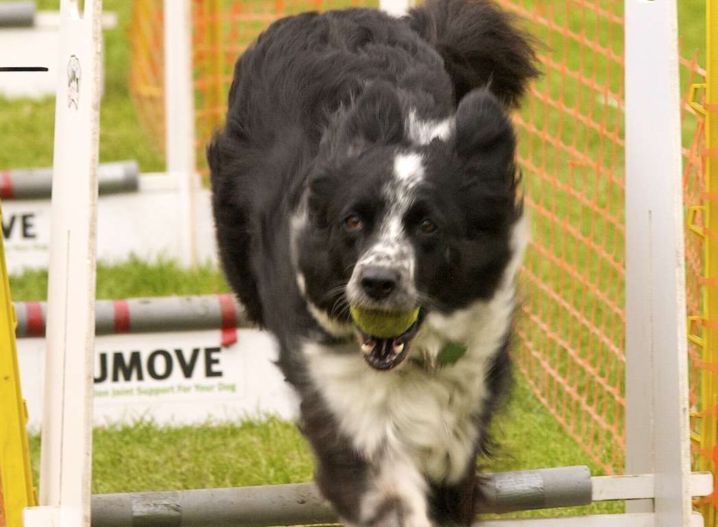 Kent Life in Sandling, near Maidstone, is holding a family dog show