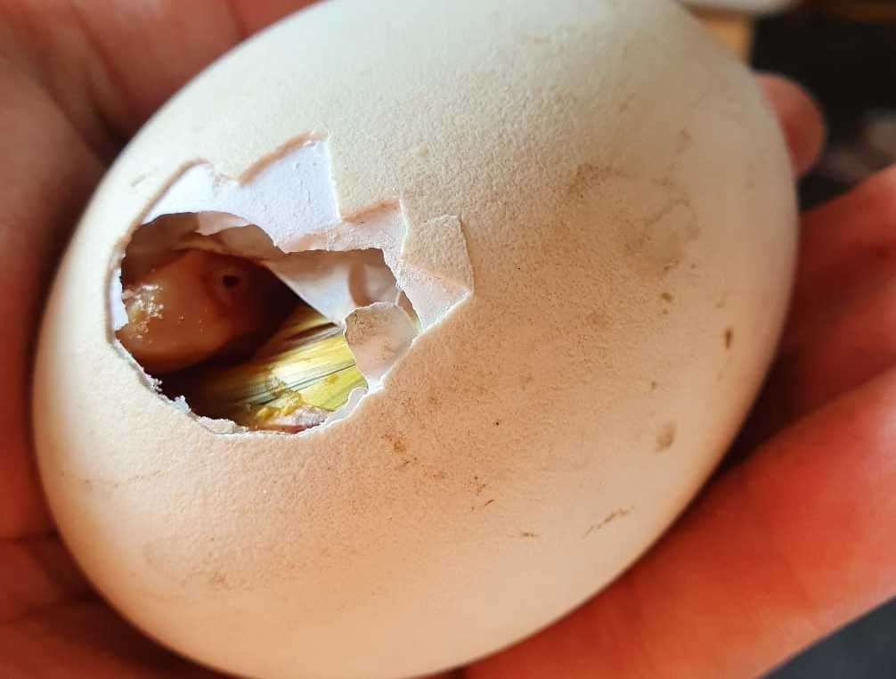 The egg hatched 28 days after James placed in an incubator