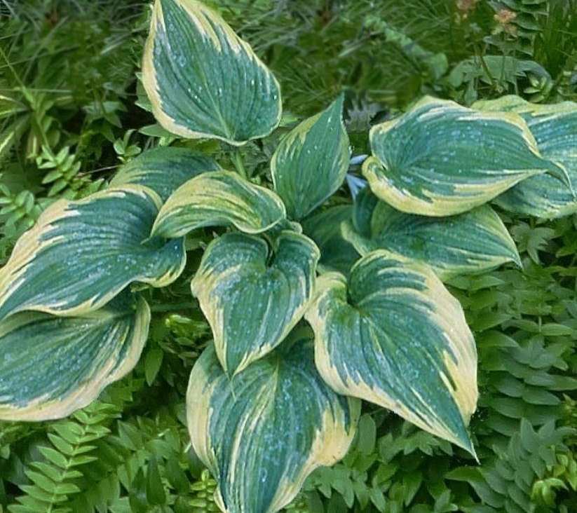 This hosta has been named after tennis star Andy Murray