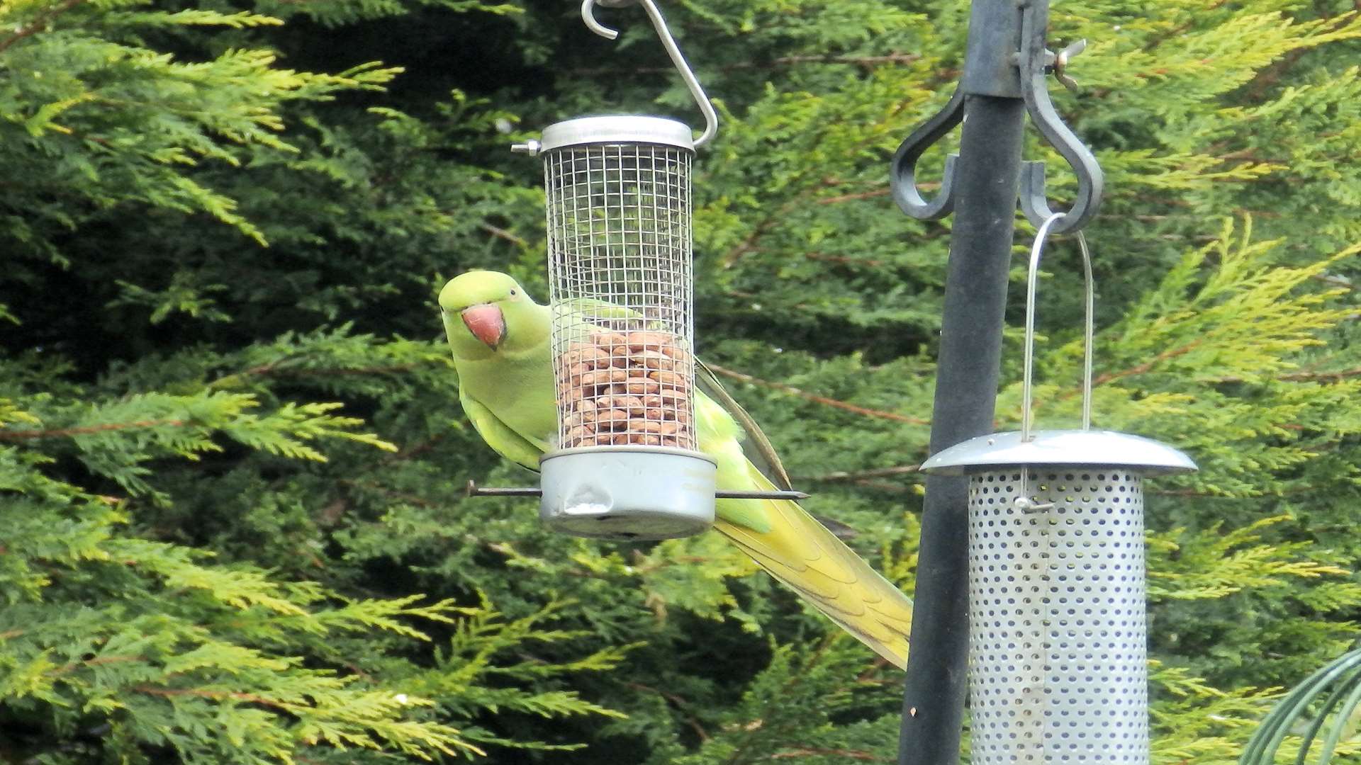 This wild parakeet landed on Martin Hawkins' bird-feeder