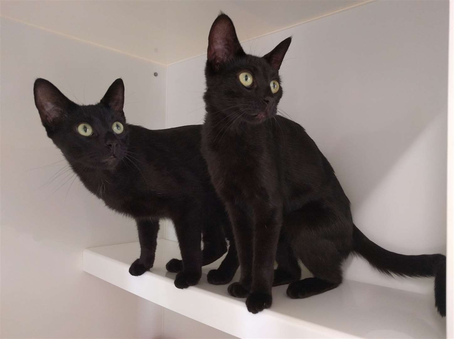 Beautiful black cats who were tied up in pillowcases and left to die on a railway track