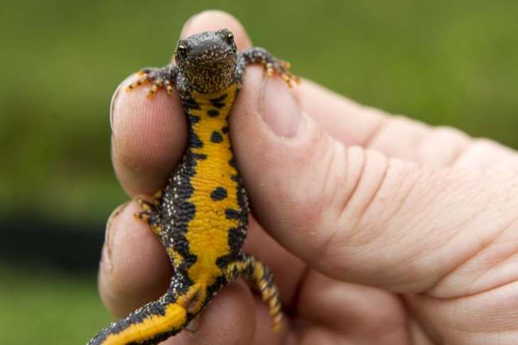 One of the crested newts collected at Brooklyn Park and now living on a castle estate