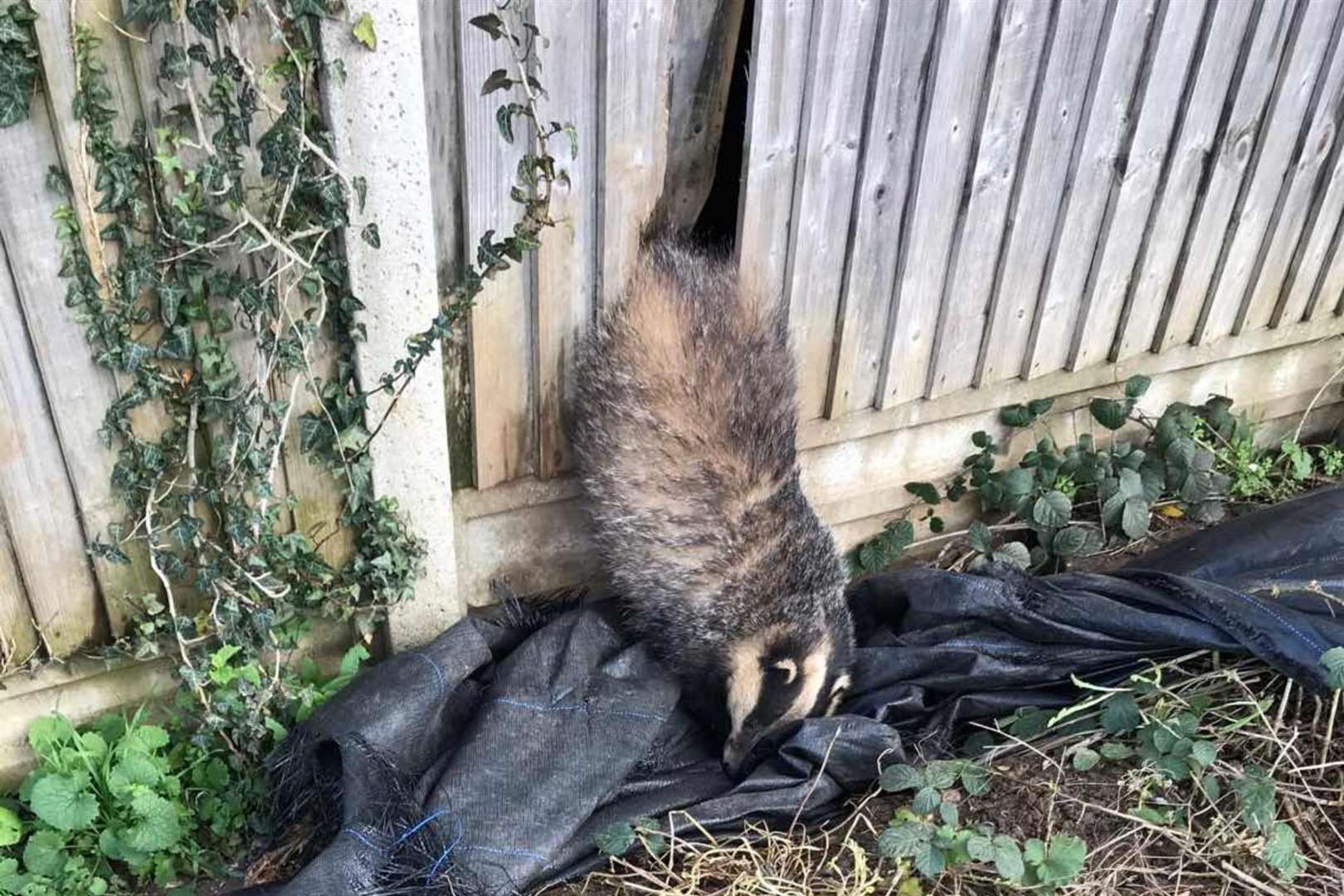 This badger had to be rescued. Photo: RSPCA