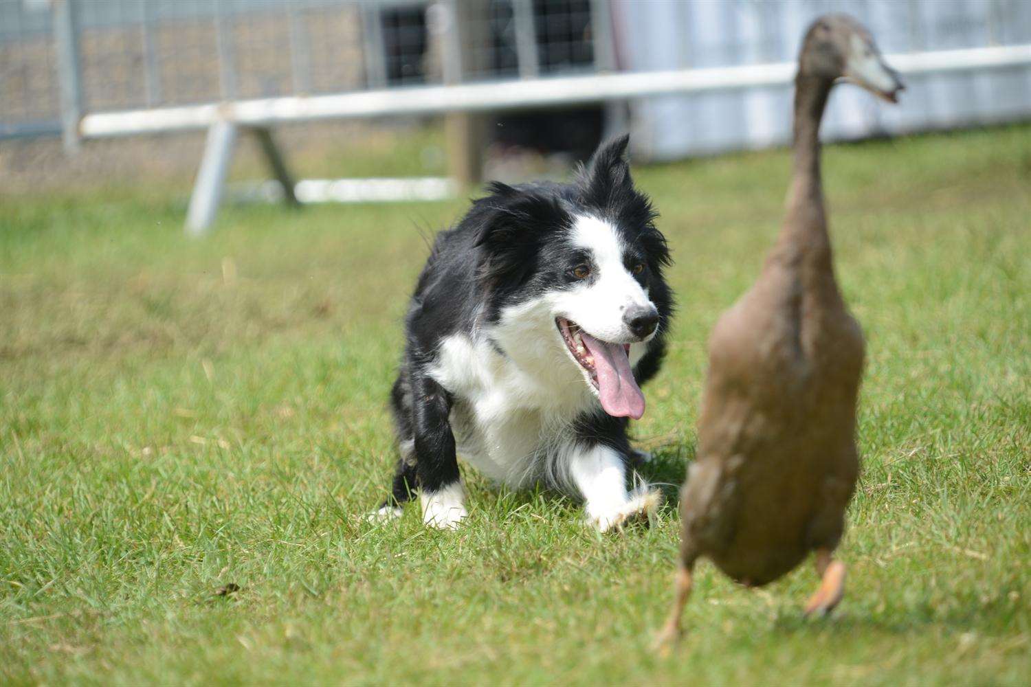Among the Kent County Show entertainment was the Dog and Ducks show with Chris Hupp and ‘Boots’ from Romney Marsh