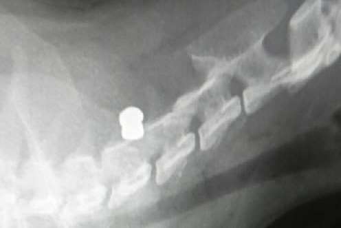 Toby's x-ray shows the pellet in his neck