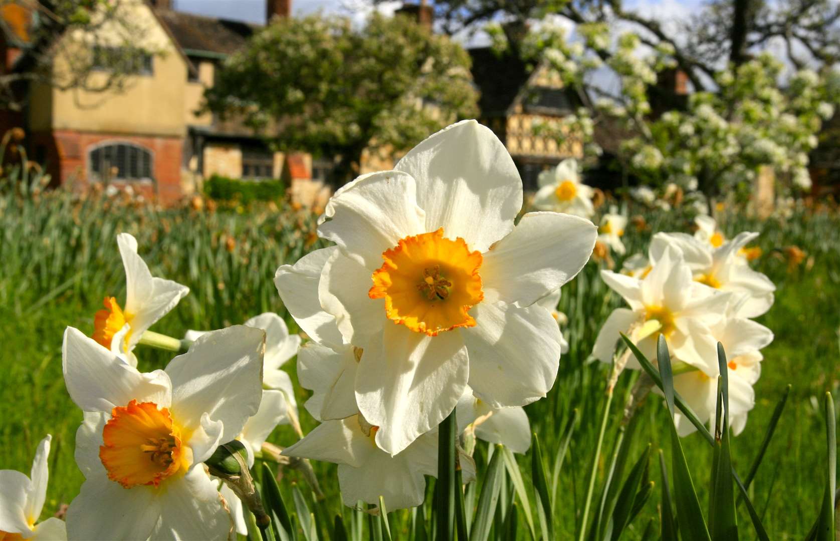 Dazzling Daffodils are coming to Hever