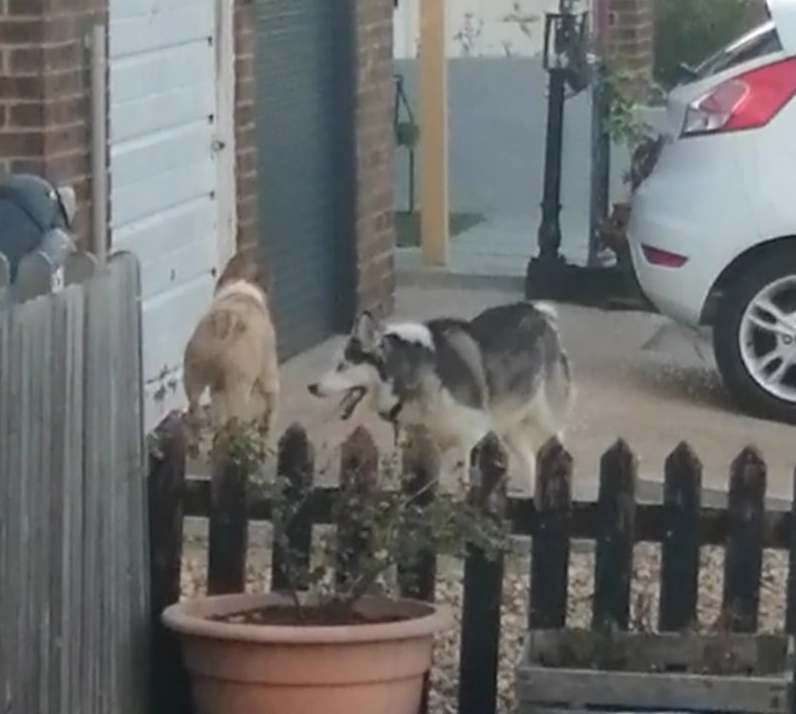 Huskies on the loose in the Dane Valley area of Margate. Picture: Tray Bella