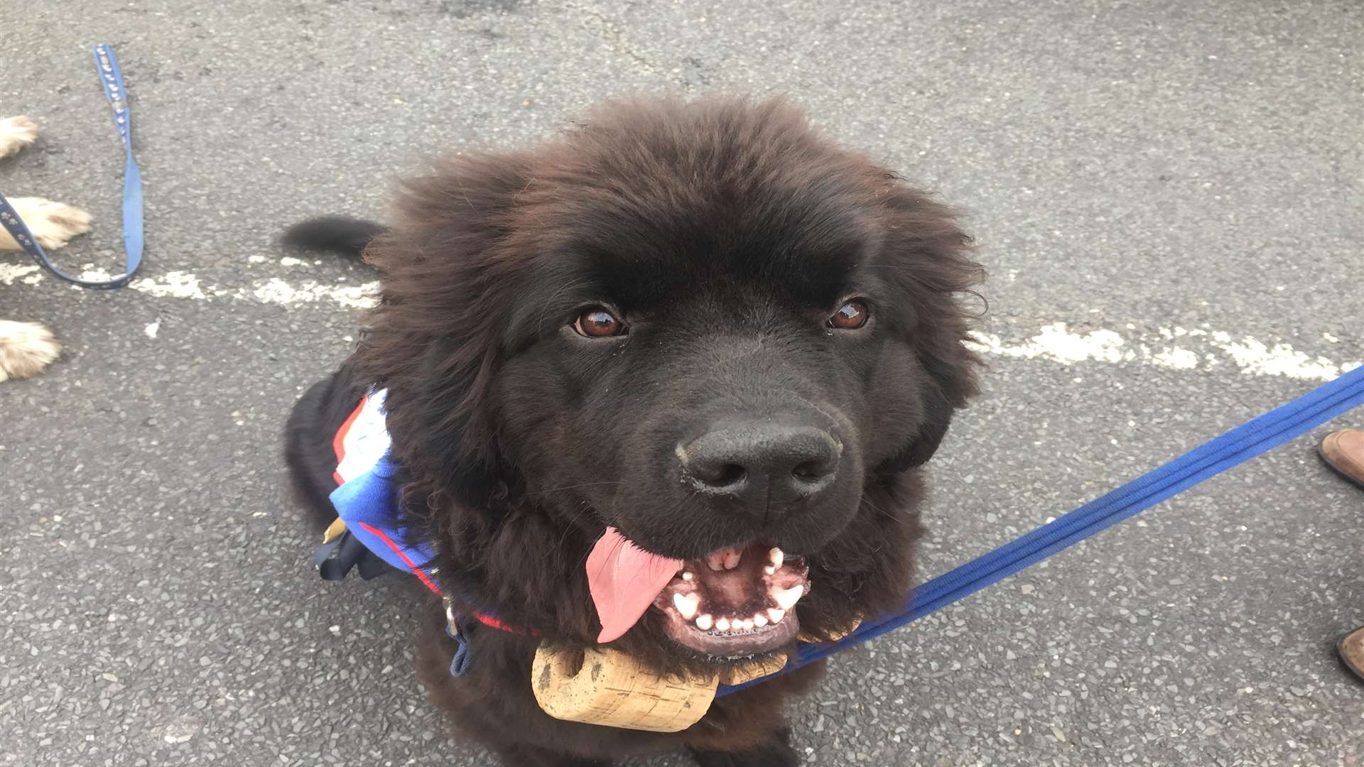 Eight Newfoundlands are taking part in this year's carnival