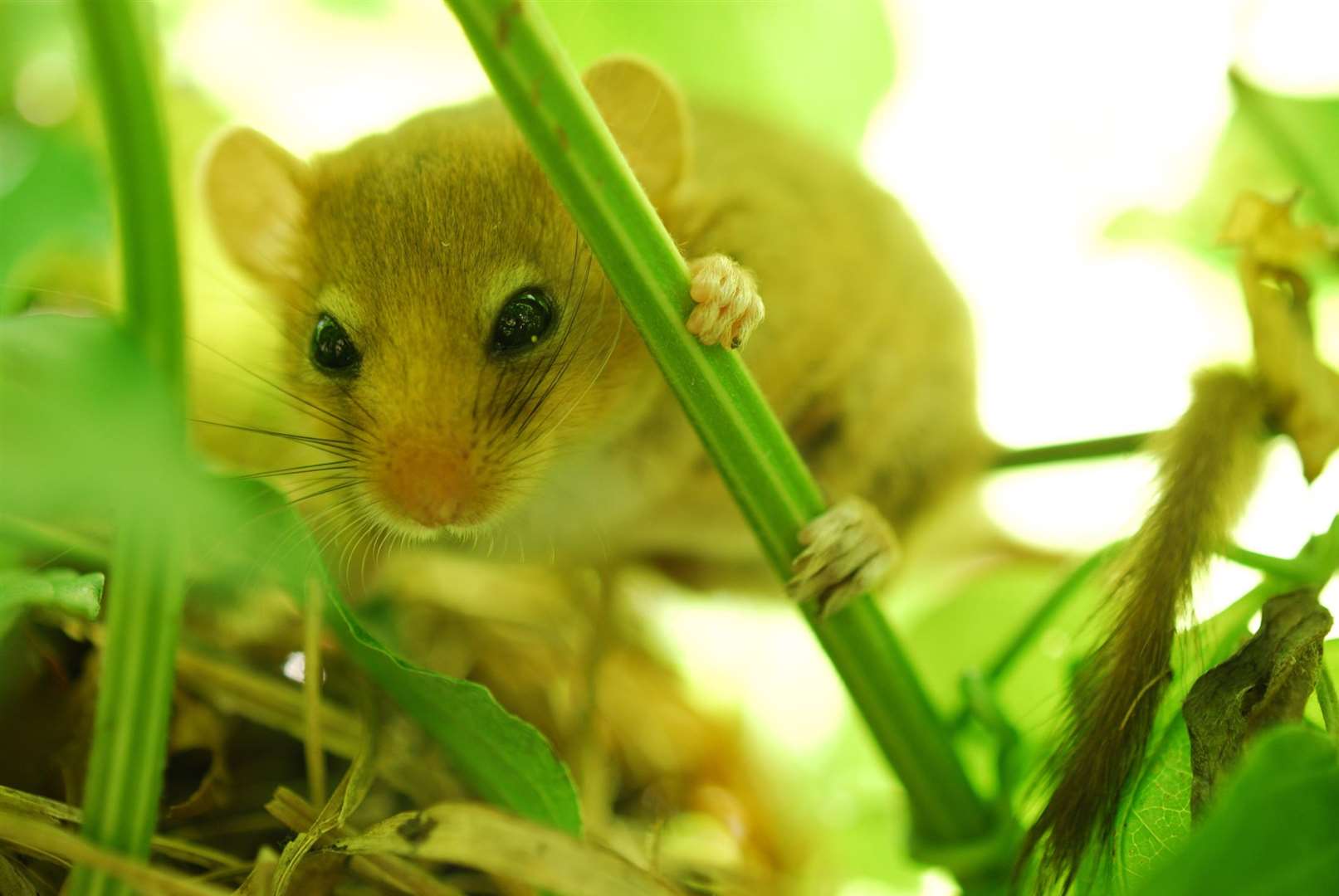 A dormouse is technically not a mouse. Picture: Thinkstock