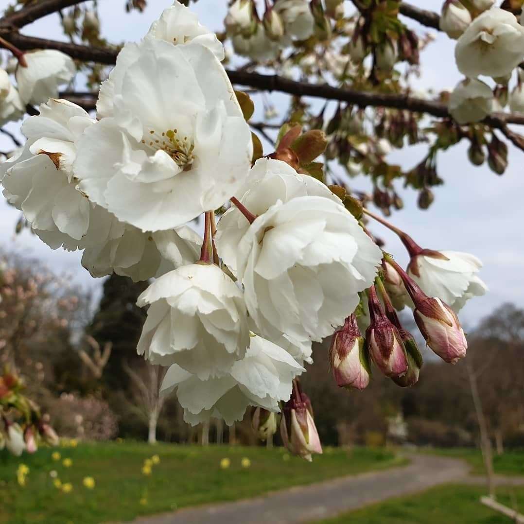 The great white cherry blossom at Hole Park Gardens, Rolvenden