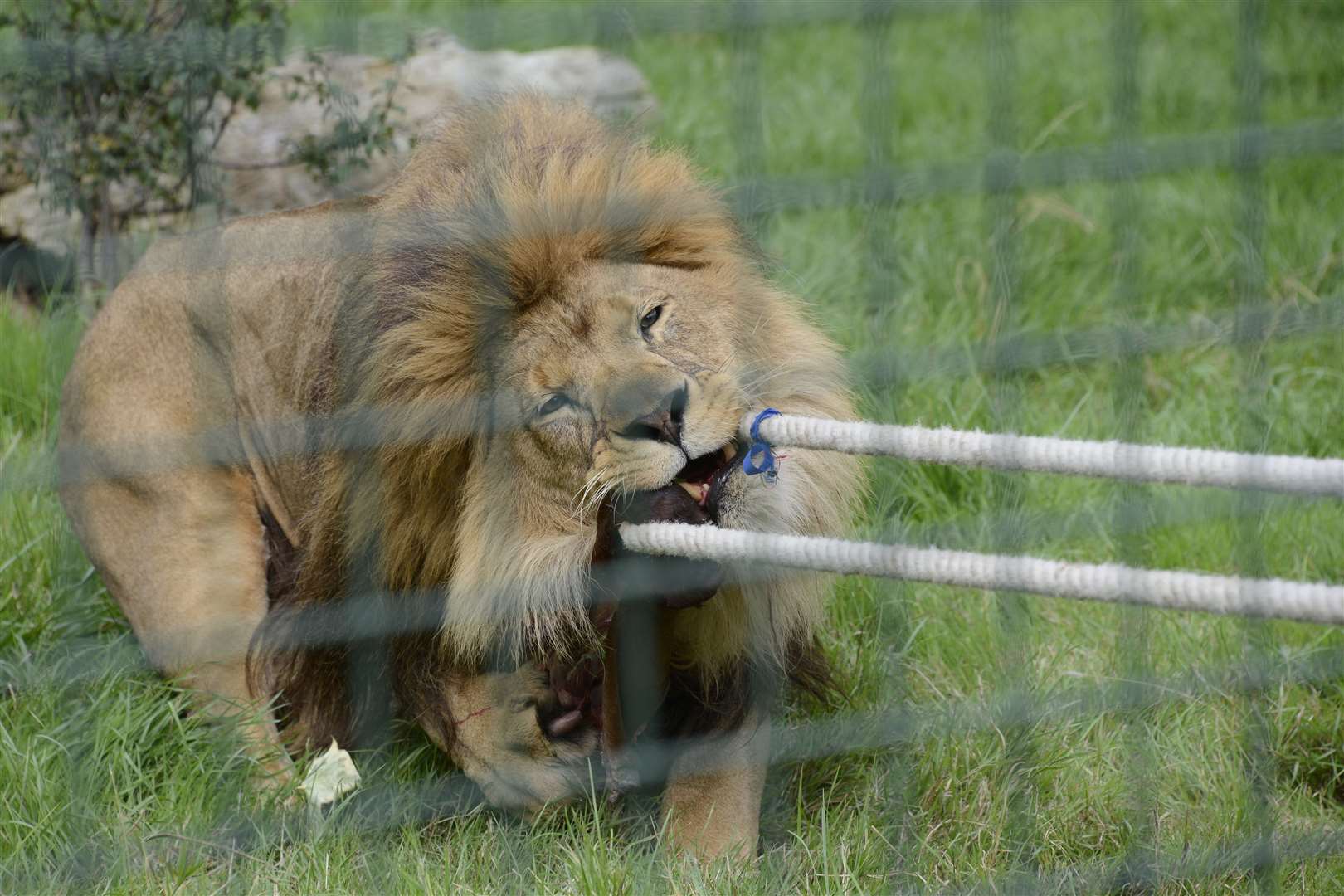 African lion Kasanga holds on to his dinner in the tug of war
