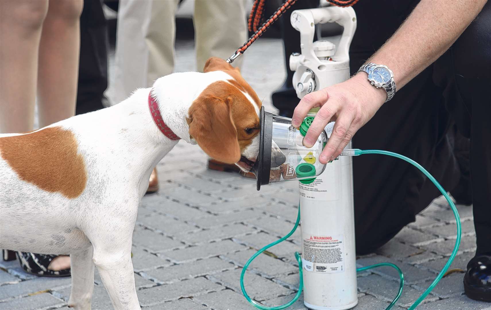 The kind of pet oxygen mask now being used by Kent Fire and Rescue Service