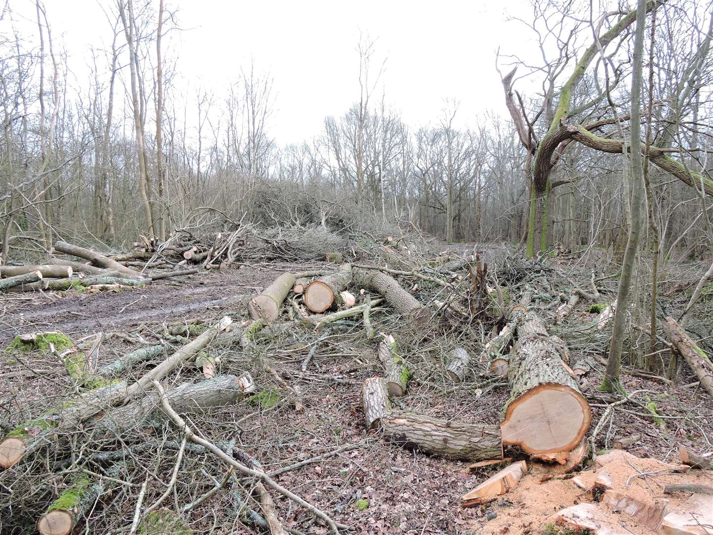 The council has been powerless to stop the illegal logging