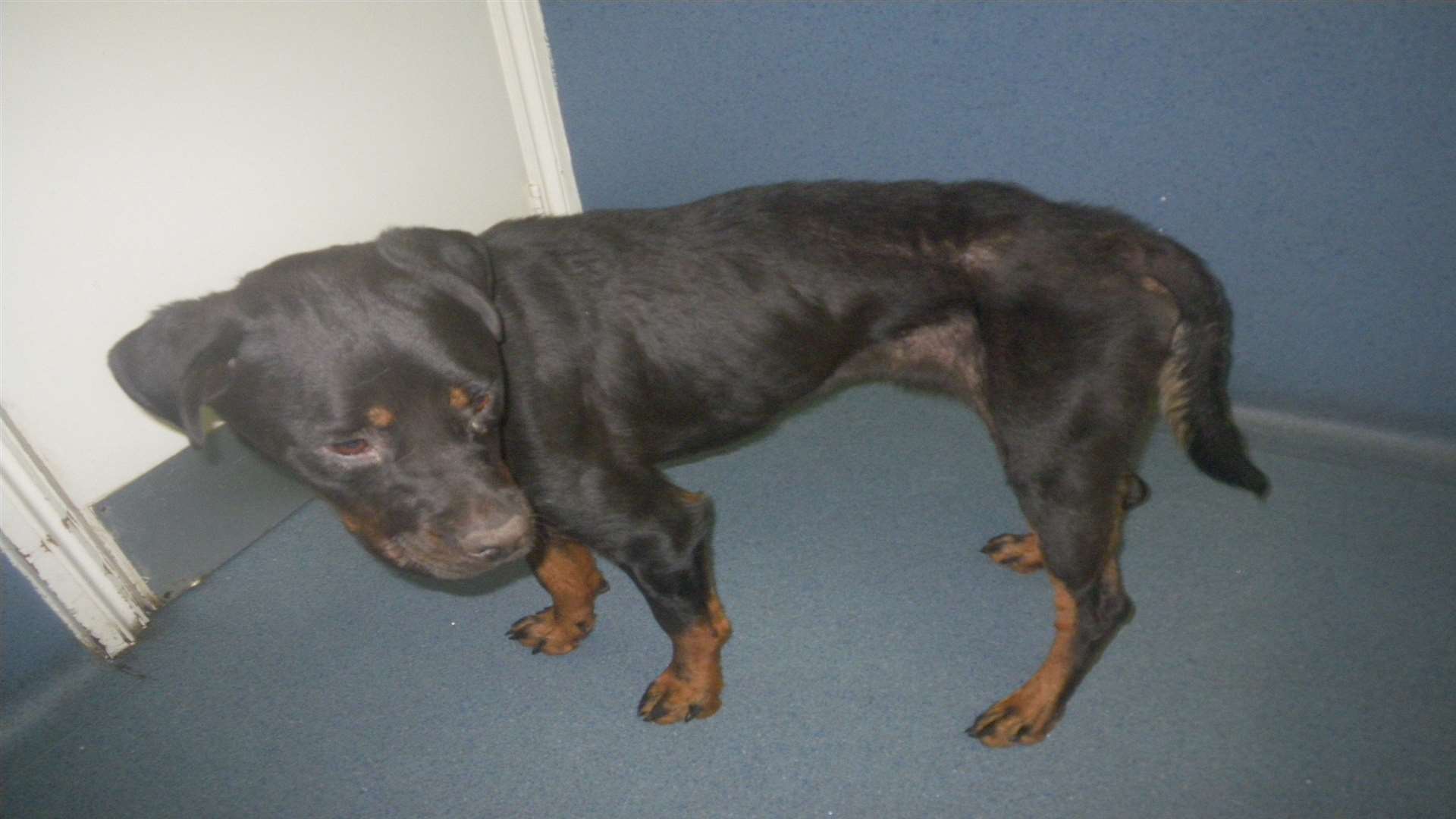 RSPCA officers took action after finding two year old rottweiller Bella emaciated and crawling with fleas
