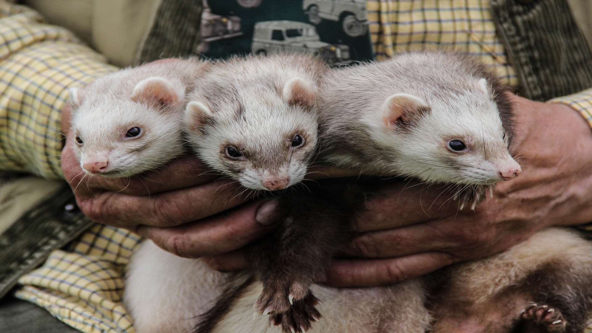 The Kent Game and Country Fair will feature working ferrets and birds of prey