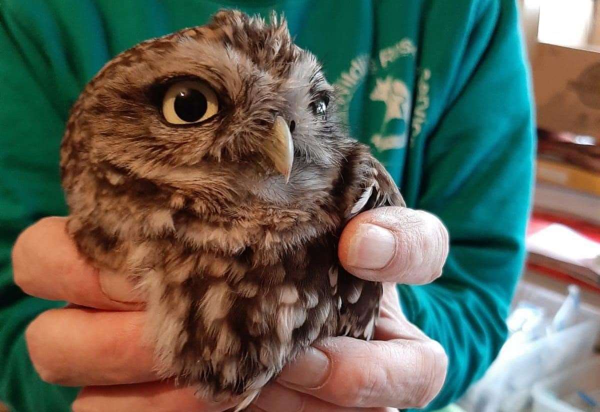 August: this baby owl fell down a chimney and was saved by Kent Wildlife Rescue Services. The photo, in the Borden Wildlife Group 2021 calendar, was taken by Paul Aspin who discovered the startled bird in his wood burner. Luckily there was no fire on at the time