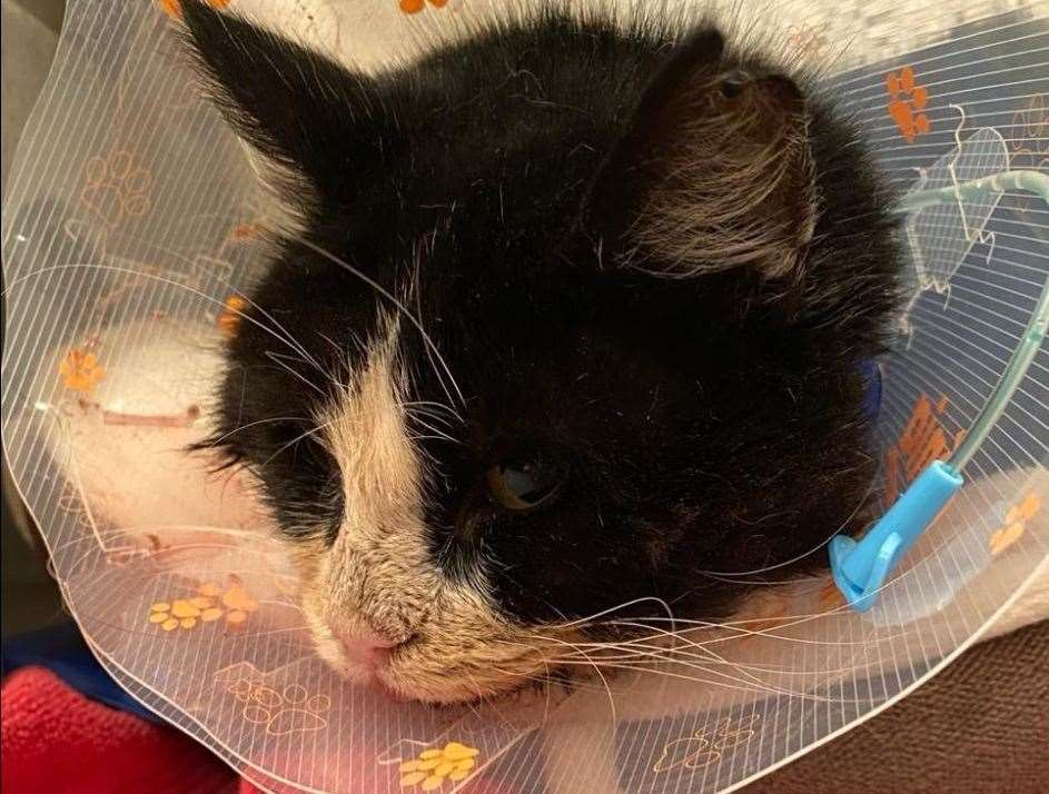 Murston is recovering after he was brought in as an emergency, thought to have been hit by a car. Picture: Cats Protection Swale
