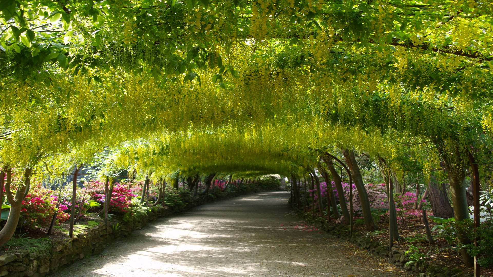 The much-visited Laburnum Arch in bloom at Bodnant Gardens near Llandudno