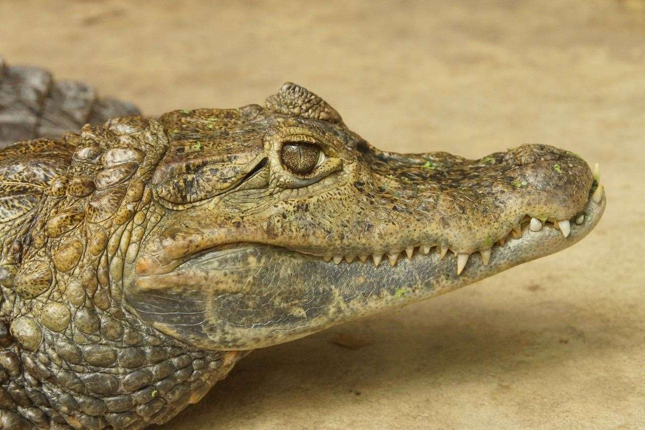Two spectacled caimans are residing in Canterbury. Picture: Born Free Foundation