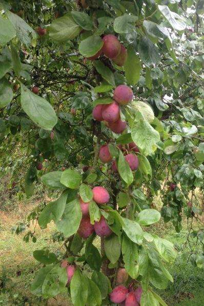 Heavyweights: Lucy's Victoria plums.