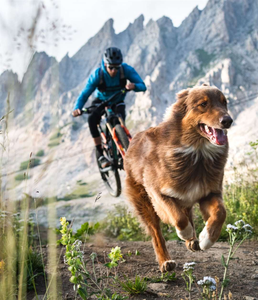 Paws and Wheels features Oli Dorn and Balu