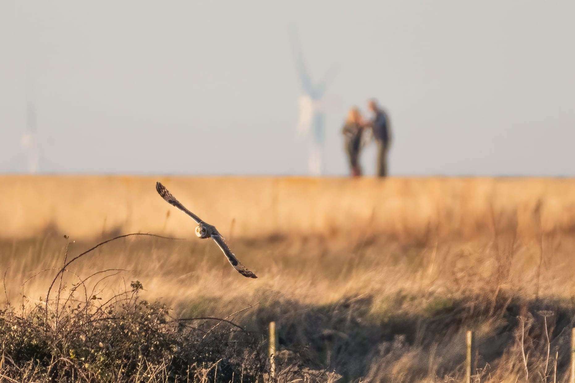 The short-eared owls in Reculver last week. Picture: Roger Stanger Photography