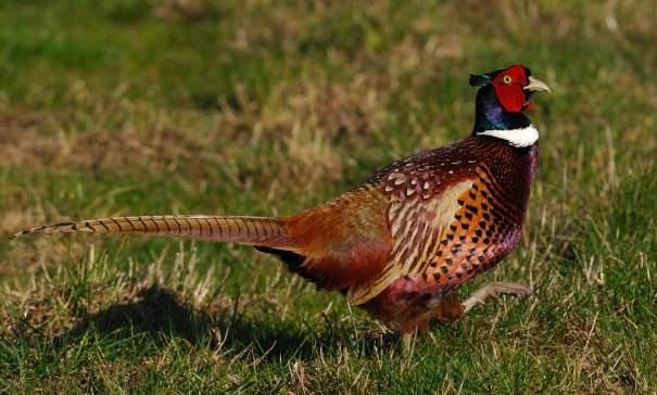Pheasants may be forced from. Copyright: Thinkstock