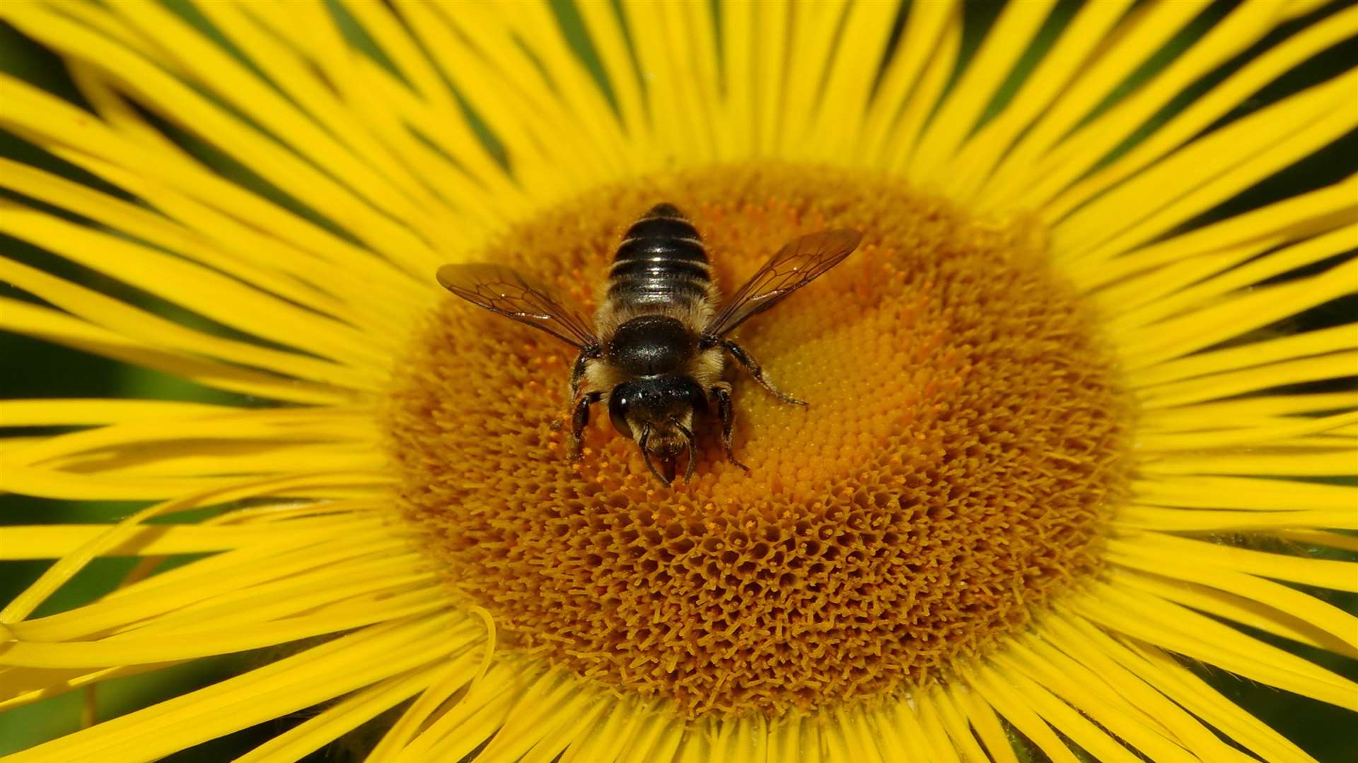 A leafcutter bee on a flower