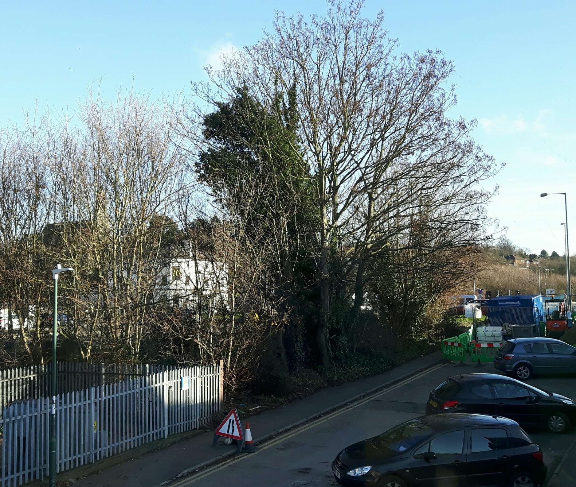 Trees at St Clements Way, Greenhithe, before they were felled. Picture Kerstin Peters