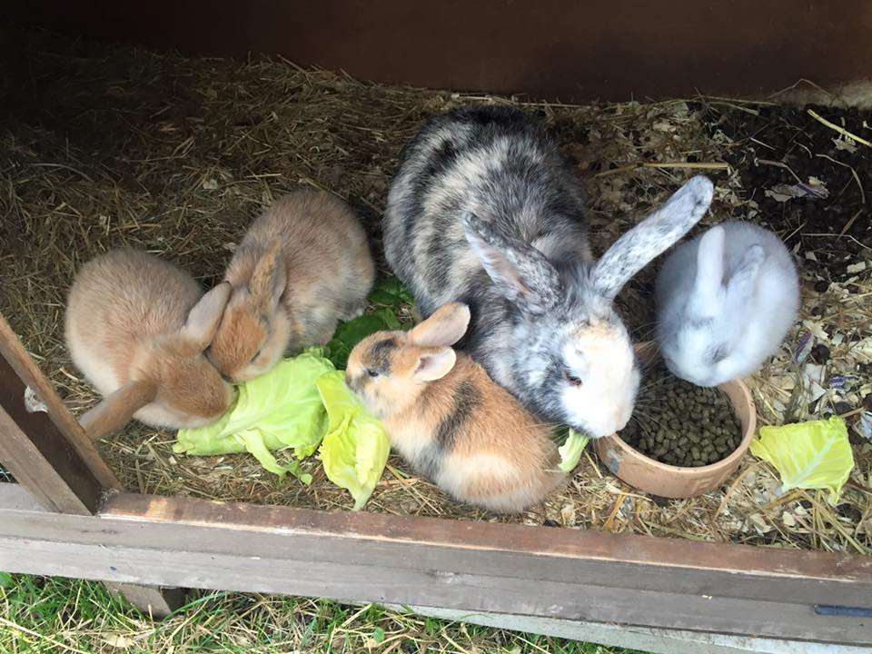 Rabbits missing from a nursery in Sandwich
