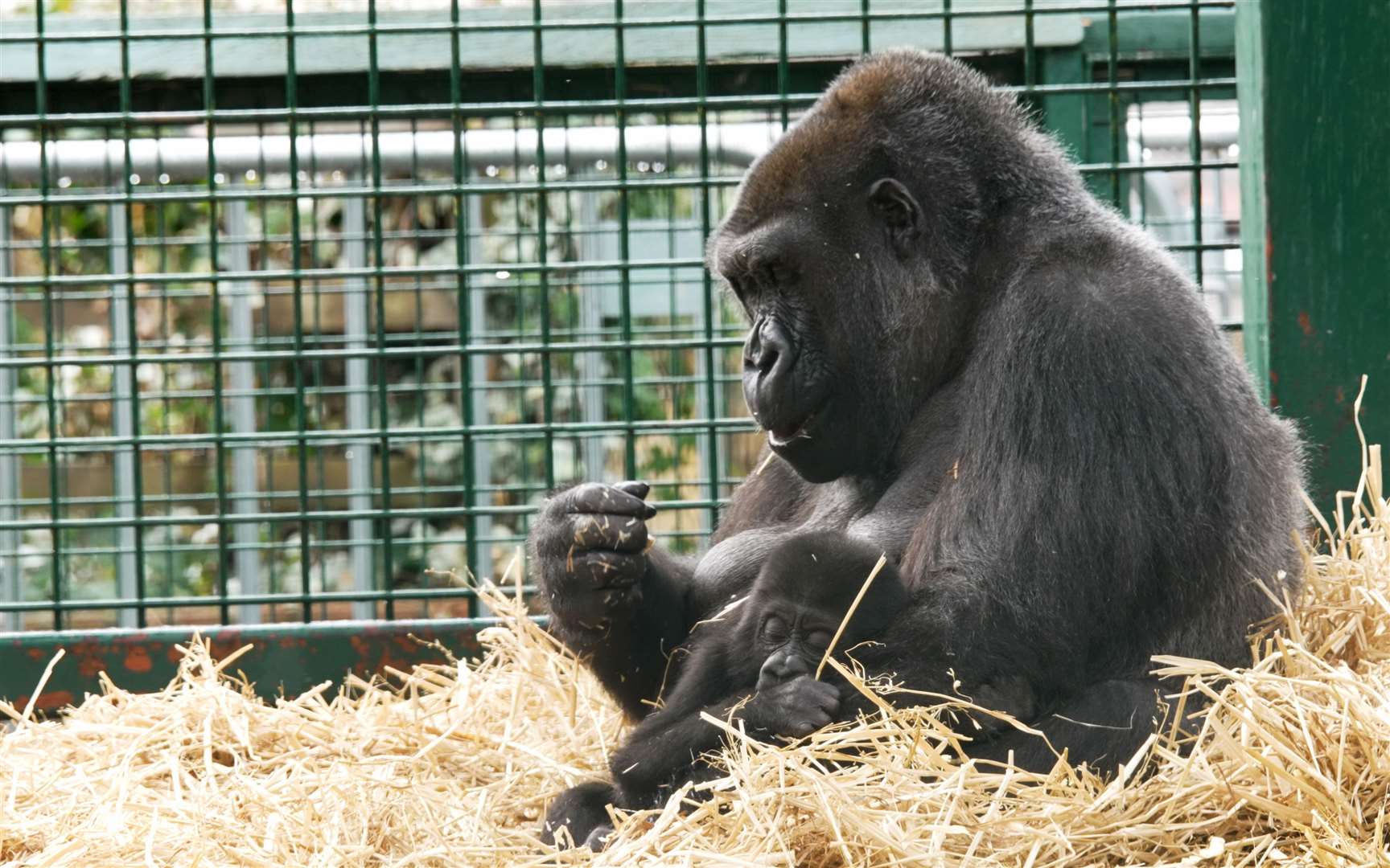 Meet adorable animals and cartoon characters at Howletts Wildlife Park. Picture: Aspinall Foundation
