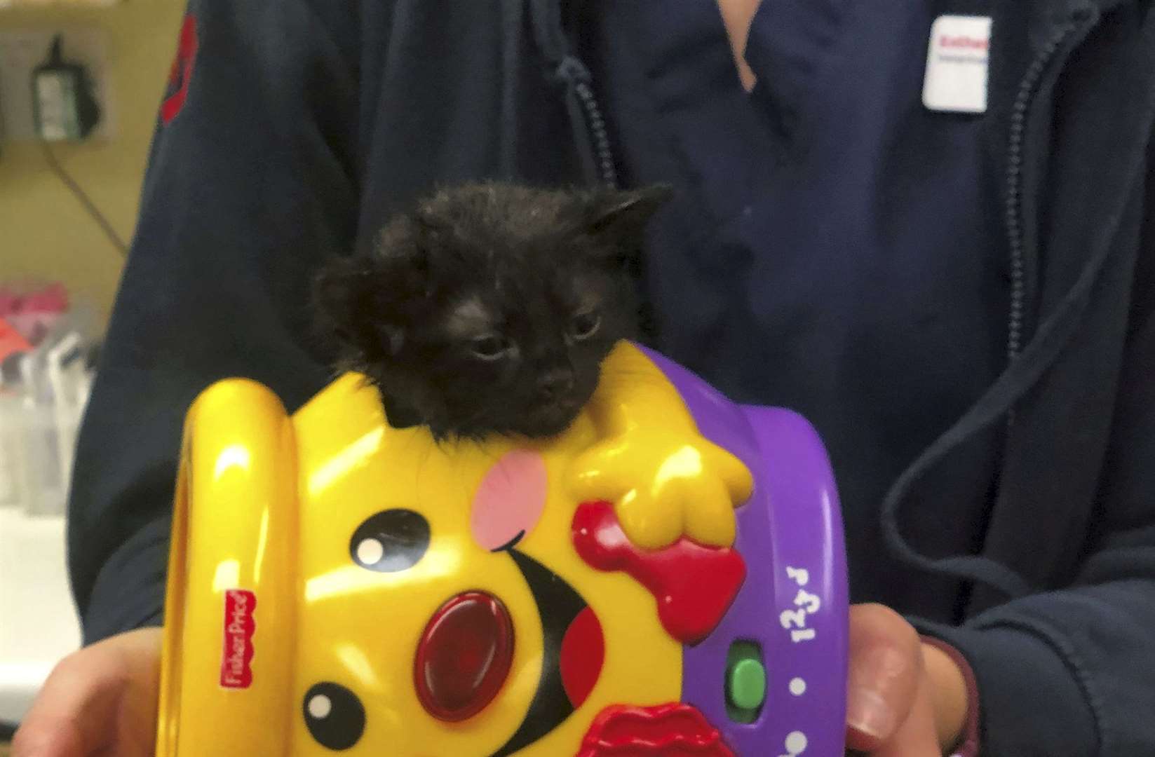 The kitten with its head stuck in the toy. Picture: SWNS