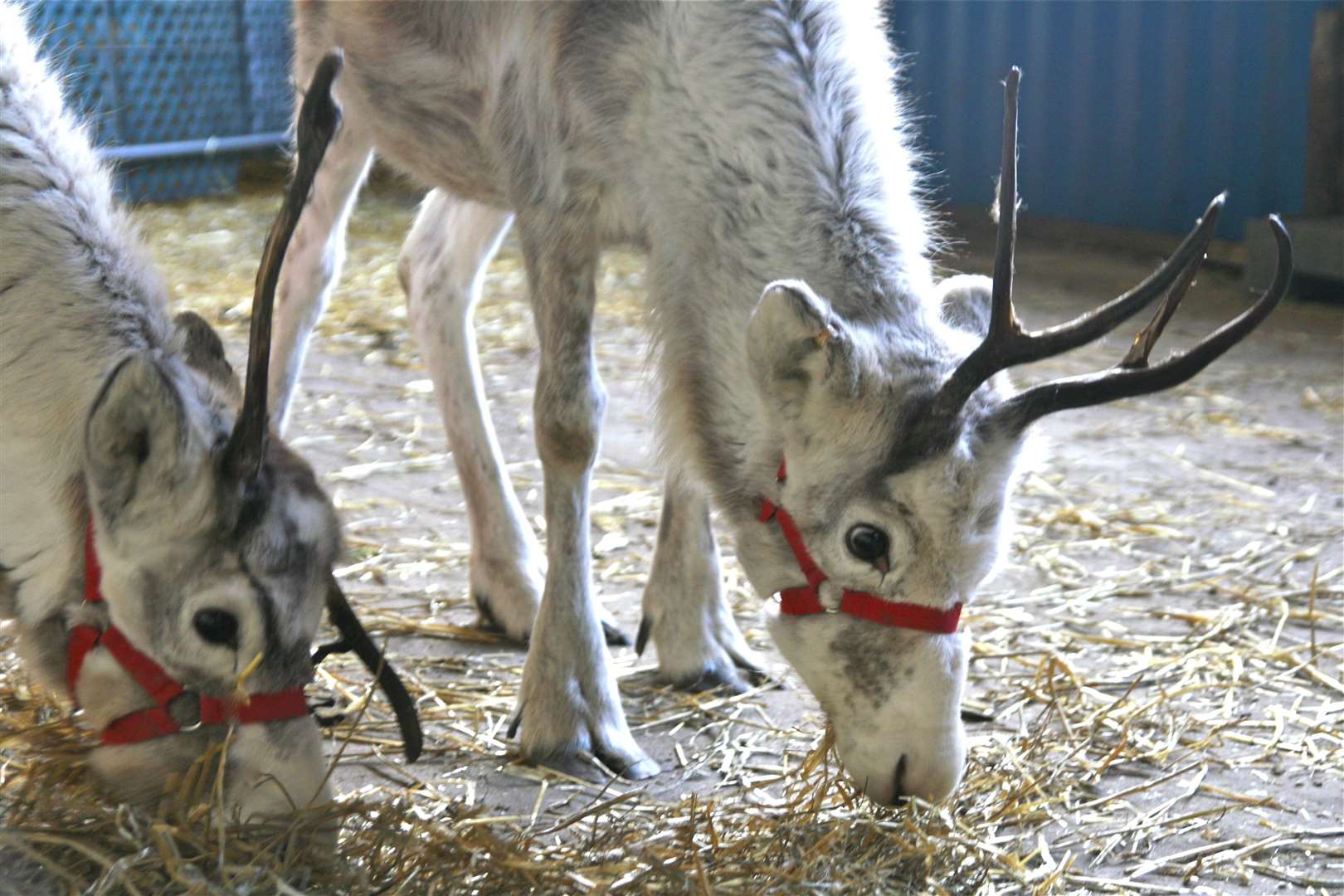 Reindeer at Hawley Garden Centre in 2013