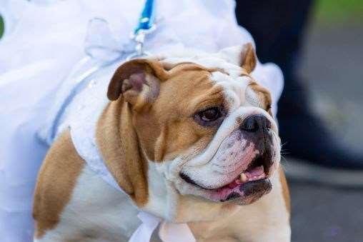 One of the four bulldog bridesmaids. Picture from David Christie, Crystal Memories Photography