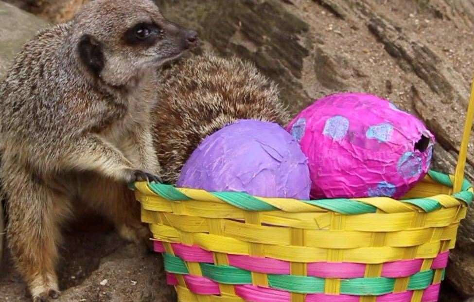 The meerkat mob enjoyed their Easter treats (8619106)