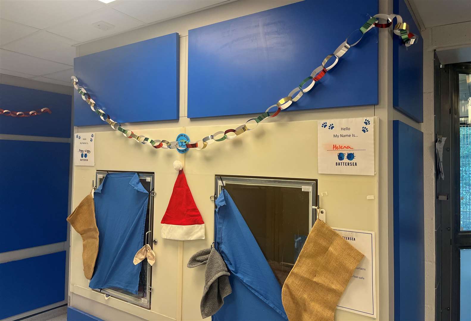Staff and volunteers have decorated the cattery with paper chains and Santa hats