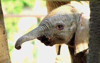 A baby elephant was born at Howletts in September