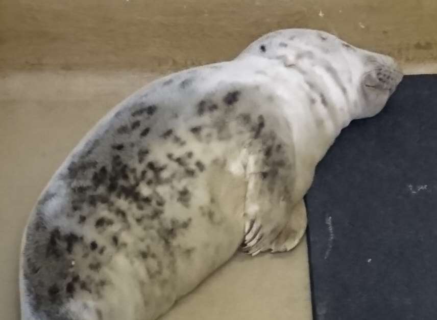 The seal is now making a good recovery. Pic: Sheila Stone