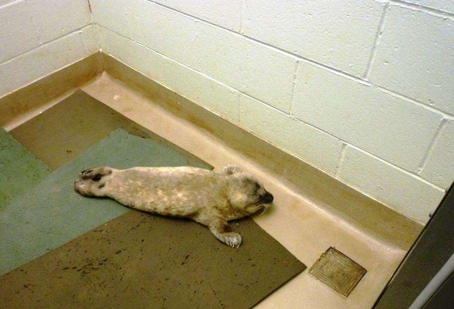 Premature seal pup