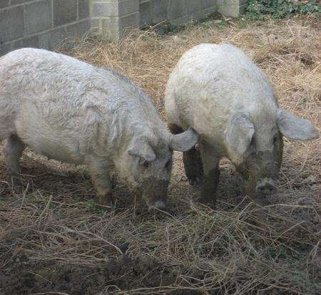 The two furry Mangalitsa pigs at the Rare Breeds Centre, Woodchurch need names