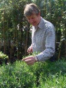 Roger Platts checks the lavender plants