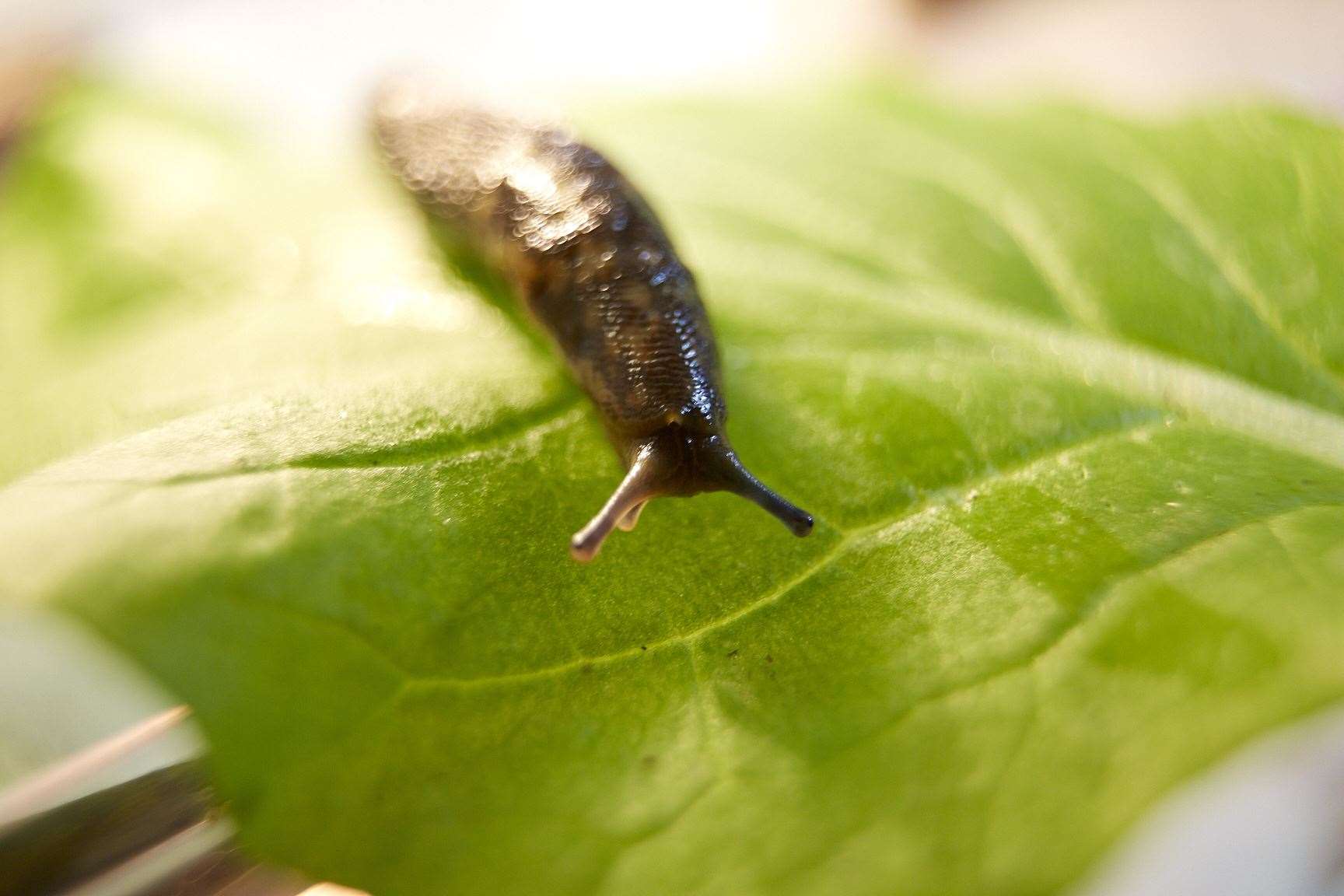 Slugs can quickly eat their way through crops and plants. Photo: Stock photo