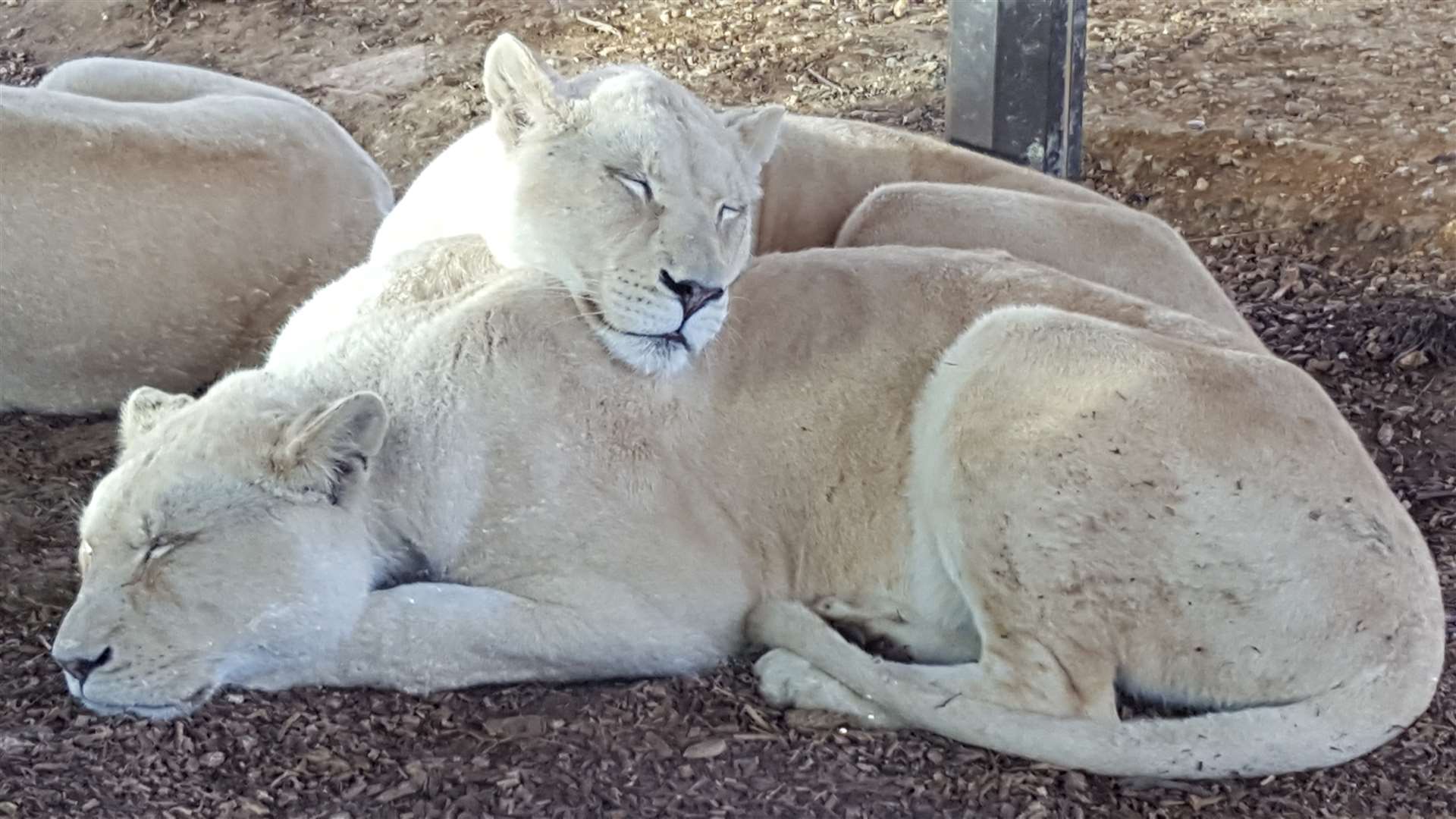 White lions at the Big Cat Sanctuary