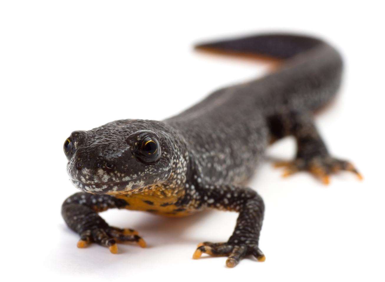 Endangered great crested newts were found on the site