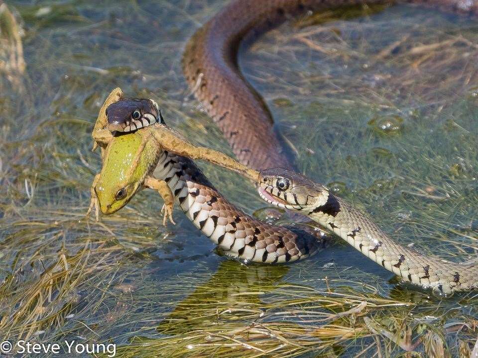 Photographer Steve Young captured this dramatic battle between two snakes over a frog at Oare Marshes. Copyright Steve Young
