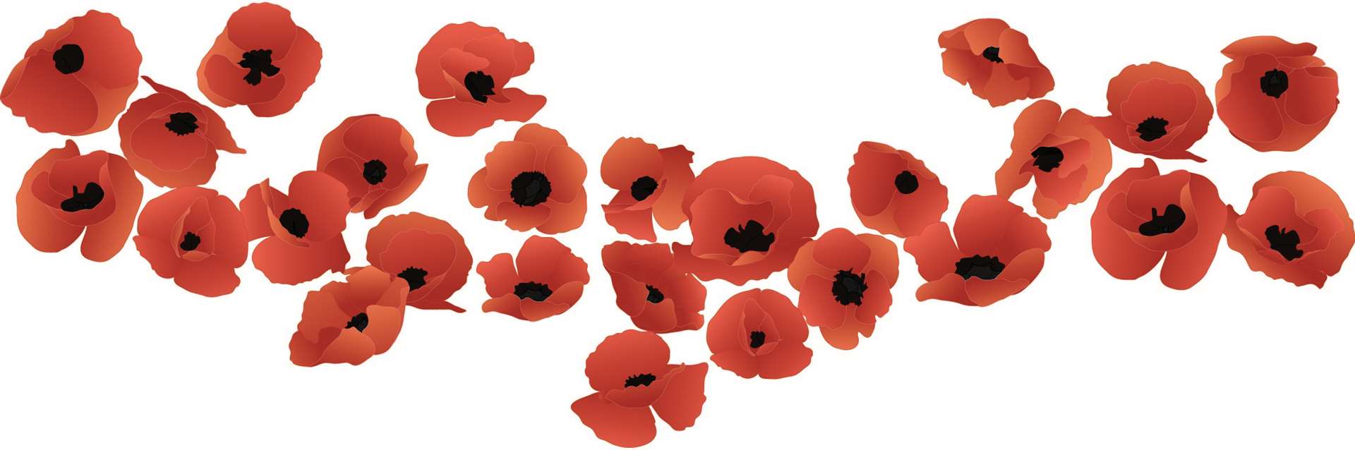 Red poppies on white. Stock pic