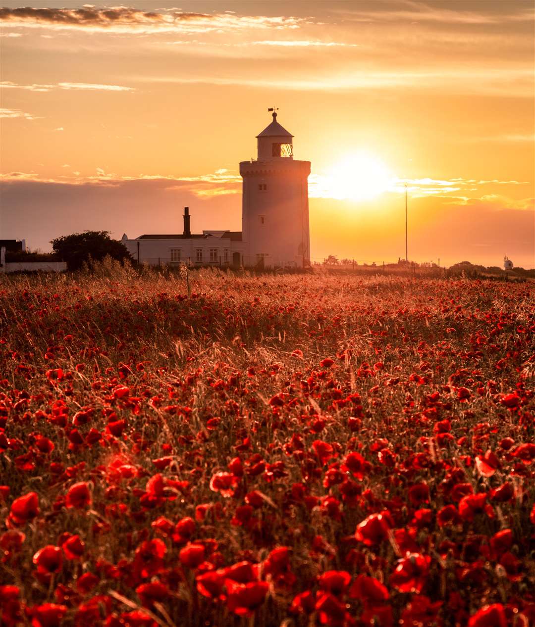 Poppies are among the wild flowers returning to the White Cliffs of Dover Picture: Matt Hayward/National Trust