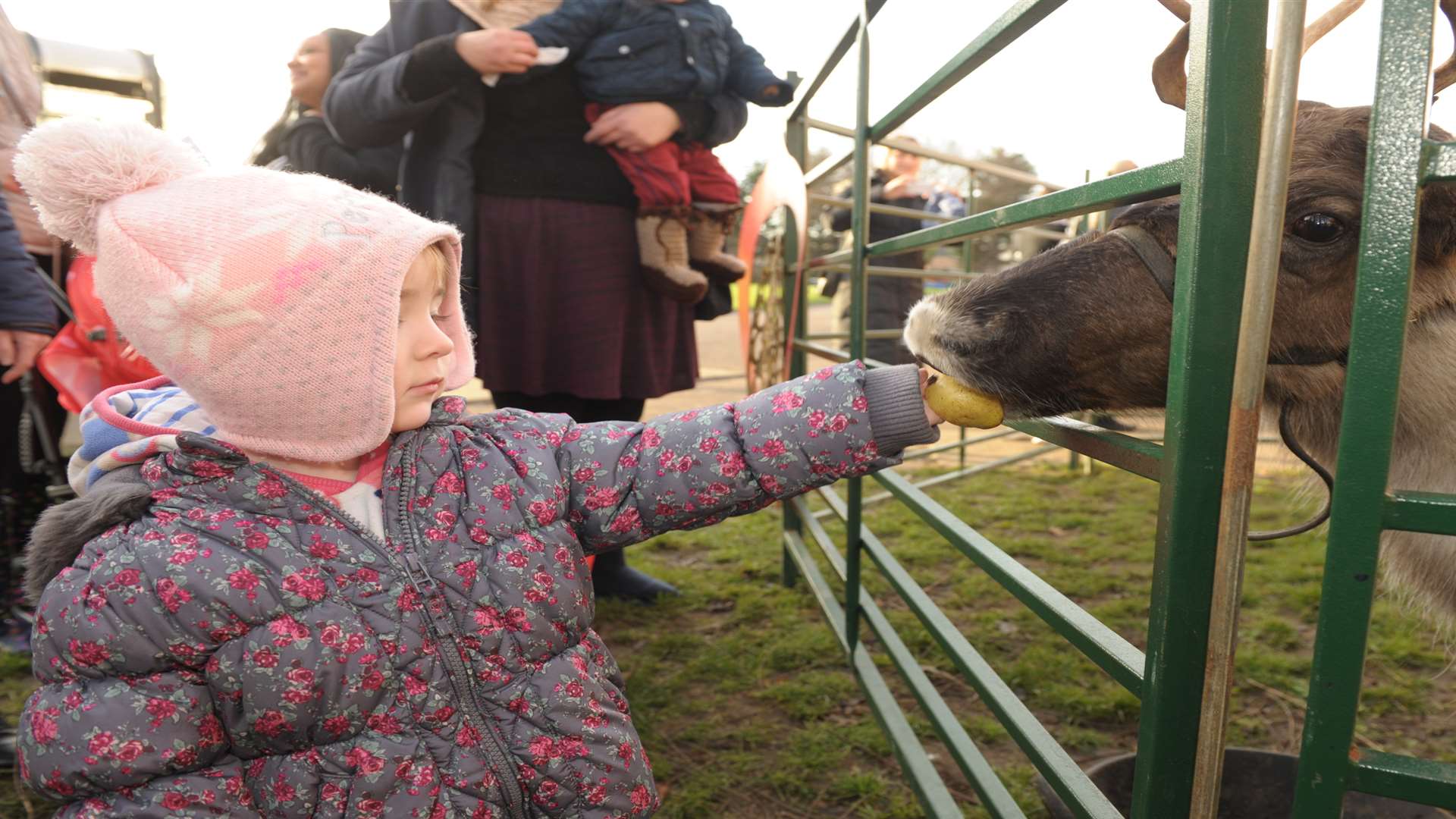 Ivy Baldock, aged two, pats a visiting reindeer at St Edwards Catholic primary.