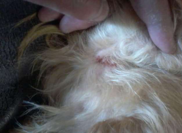 Adele Ankers' dog Meeko's injuries. Picture: Adele Ankers.